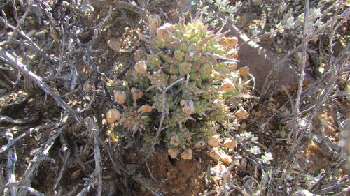 Image of Euphorbia multiceps by (c) James Deacon, some rights reserved (CC BY-SA)