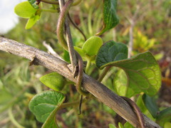 Matelea denticulata