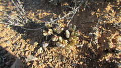 Cephalophyllum curtophyllum