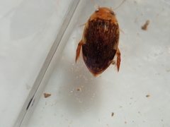 Laccophilus proximus