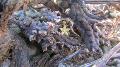 Piaranthus parvulus