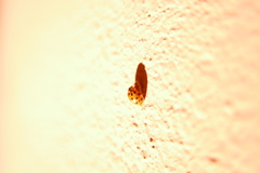 Dinocampus coccinellae paralysis virus