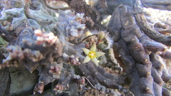 Piaranthus parvulus