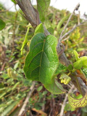 Matelea denticulata