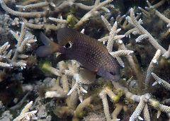 Stegastes punctatus