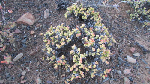 Rhinephyllum graniforme