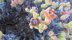 Rhinephyllum graniforme, photograph (c) James Deacon, some rights reserved (CC BY-SA)