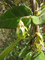 Oxypetalum appendiculatum