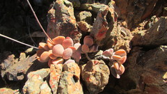 Adromischus liebenbergii