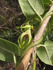 Oxypetalum appendiculatum
