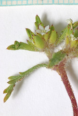 Ipomopsis polycladon