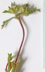 Ipomopsis polycladon