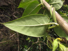 Oxypetalum appendiculatum
