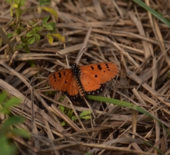 Acraea terpsicore