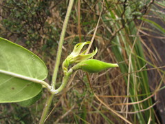 Oxypetalum appendiculatum