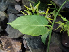 Oxypetalum appendiculatum