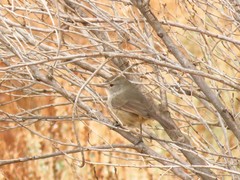 Pyrrholaemus brunneus