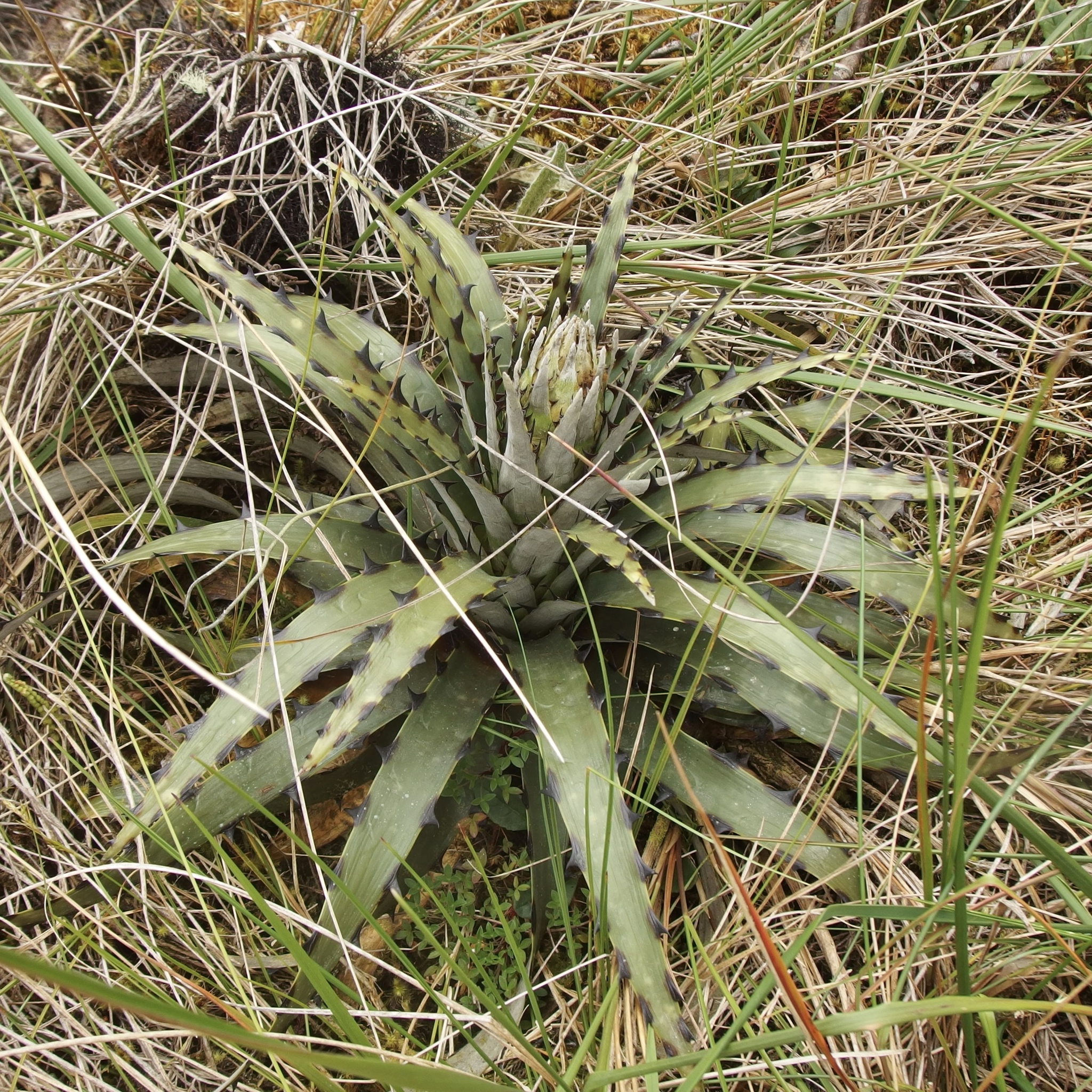 Puya cuevae image