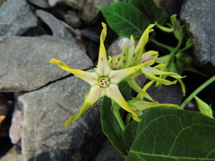 Oxypetalum appendiculatum