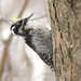 Eurasian Three-toed Woodpecker - Photo (c) Sergey Yeliseev, some rights reserved (CC BY-NC-ND)