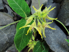 Oxypetalum appendiculatum