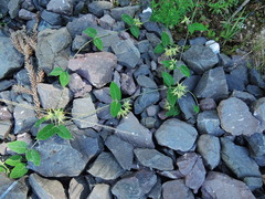 Oxypetalum appendiculatum