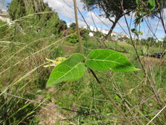 Oxypetalum appendiculatum