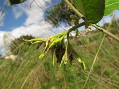 Oxypetalum appendiculatum