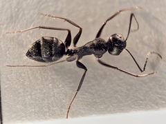 Camponotus feae