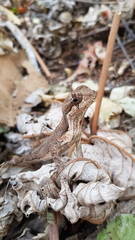 Enyalius bibronii