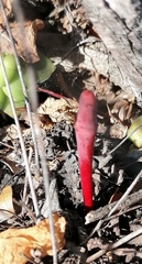 Haemanthus