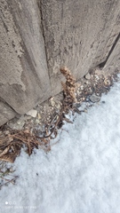 Amaranthus retroflexus