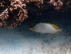Chaetodon xanthocephalus