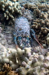 Panulirus penicillatus