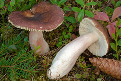 Russula taigarum