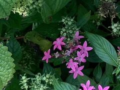 Apis mellifera