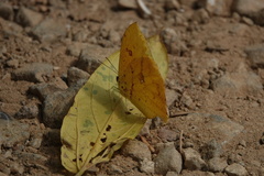 Phoebis neocypris virgo
