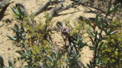 Phiambolia