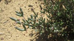 Phiambolia