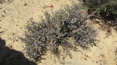 Phiambolia