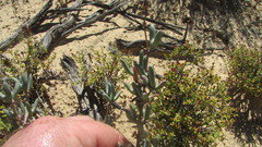 Phiambolia