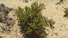 Crassula muricata