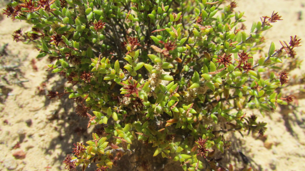 Crassula muricata 2