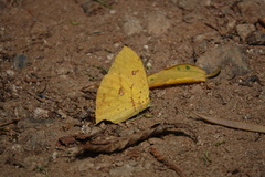 Phoebis neocypris virgo