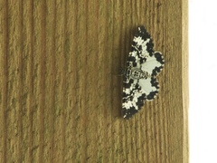 Rheumaptera hastata