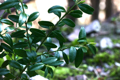 Buxus colchica