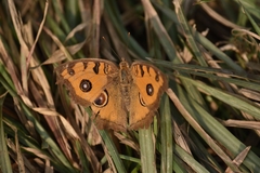Junonia almana