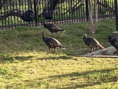 Meleagris gallopavo