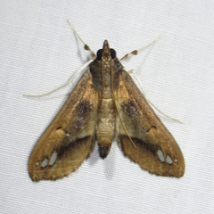 Diaphania fumosalis