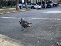 Meleagris gallopavo